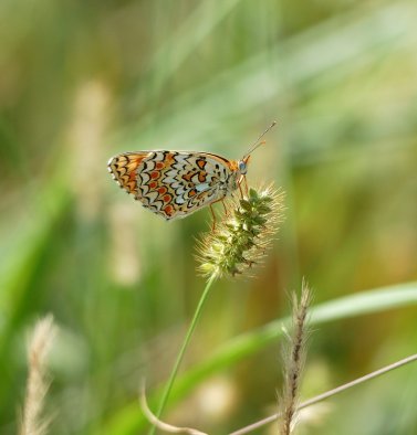 Melitaea phoebe